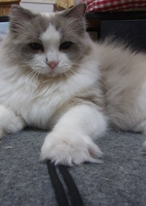 「猫だらけ」