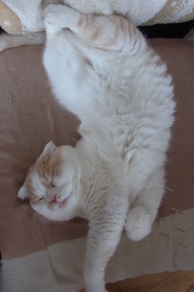 「猫だらけ」