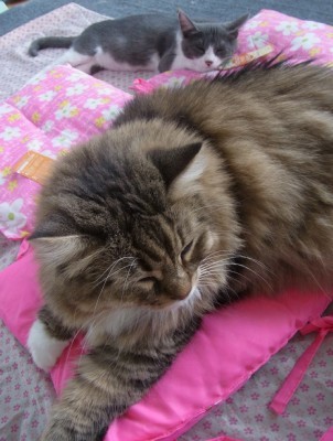 「猫だらけ」