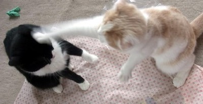 「猫だらけ」
