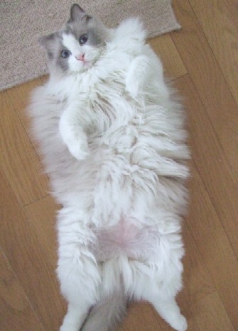 2007_0414猫写真0007