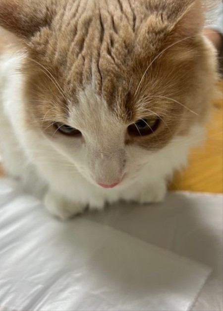 thumbnail_IMG_3392