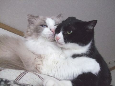 2007_0602猫写真0004