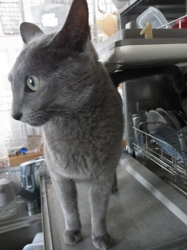 「猫だらけ」