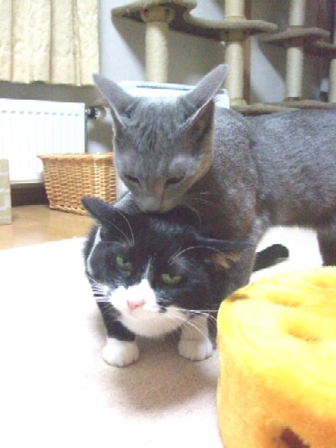 2008_0108猫写真0072