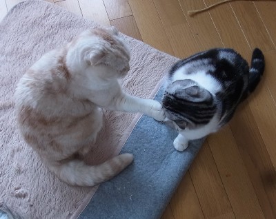 「猫だらけ」