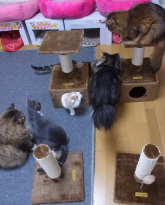 「猫だらけ」