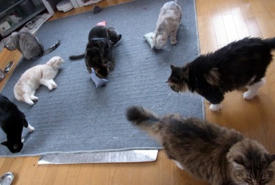 「猫だらけ」