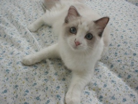 猫パンチTVティファニー子猫