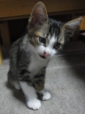 「猫だらけ」