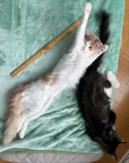 thumbnail_IMG_5305 (1)