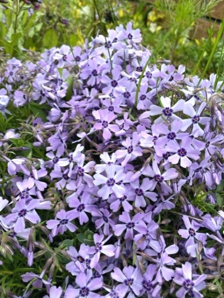 thumbnail_IMG_0287