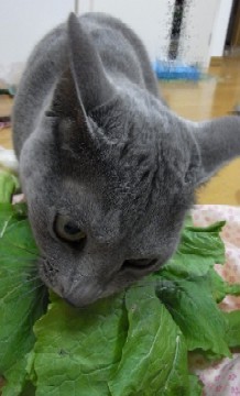 「猫だらけ」
