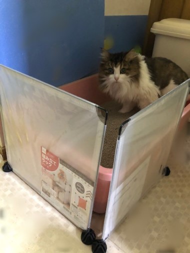 格安大型猫トイレを設置してみたら 猫だらけ Powered By ライブドアブログ