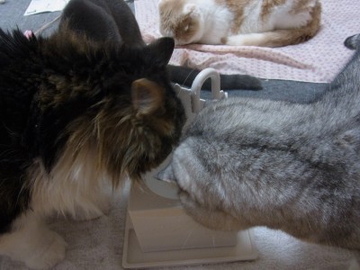「猫だらけ」