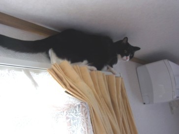 「猫だらけ」