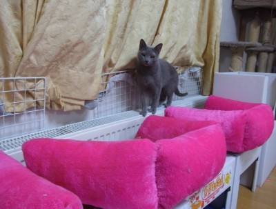 「猫だらけ」