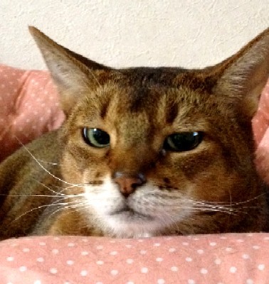 「猫だらけ」