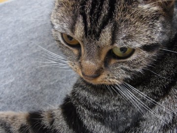 「猫だらけ」