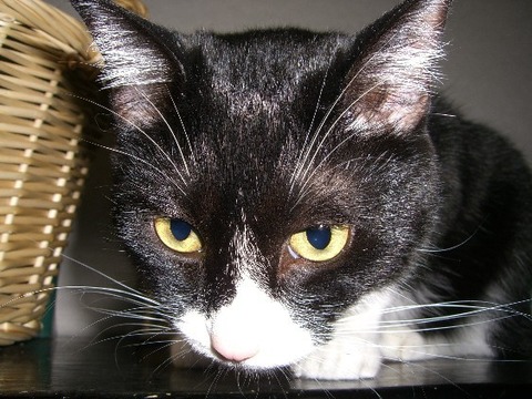 猫パンチTVウラン子猫