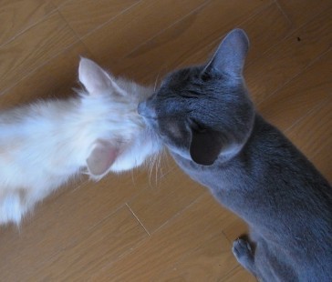 「猫だらけ」