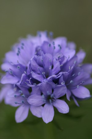 花カレンダー⑪