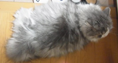 「猫だらけ」