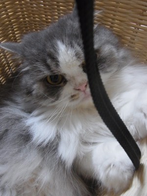 「猫だらけ」