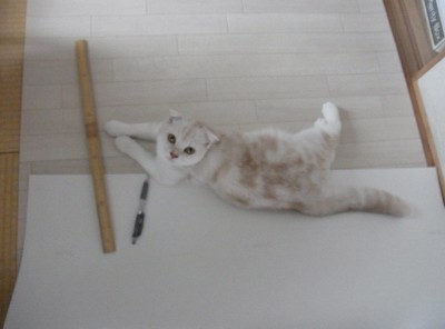 「猫だらけ」