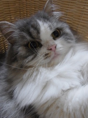 「猫だらけ」