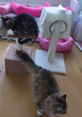 「猫だらけ」