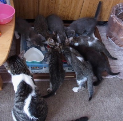 「猫だらけ」