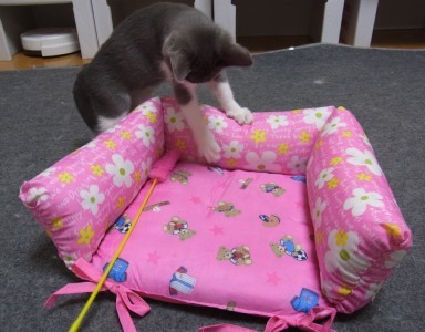 「猫だらけ」