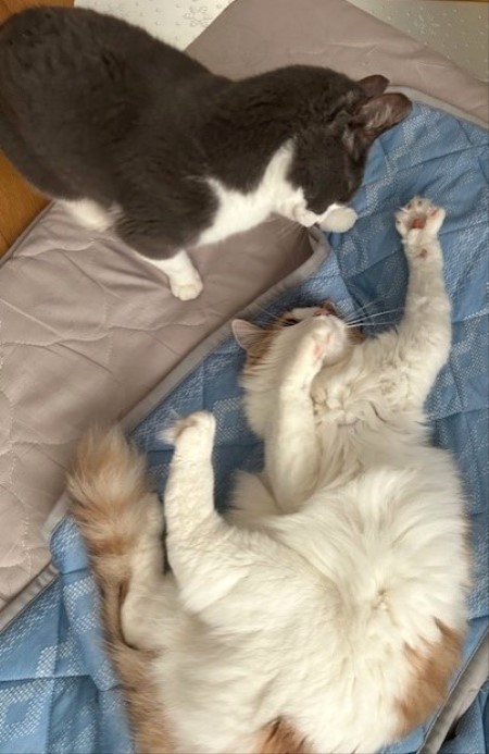 thumbnail_IMG_4156 (2)