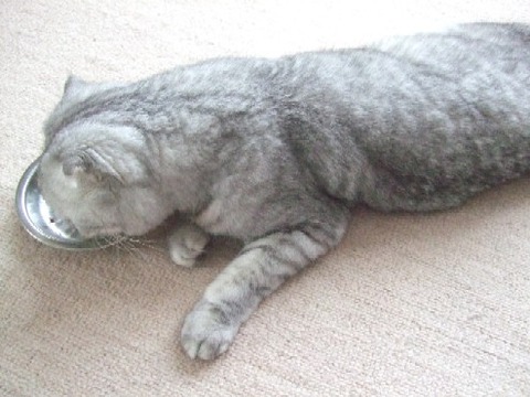 2008_0103猫写真0033