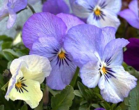 thumbnail_IMG_8528 (1)