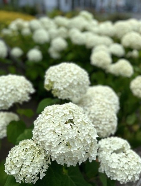 thumbnail_IMG_3216