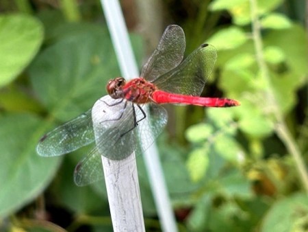 thumbnail_IMG_4725 (1)