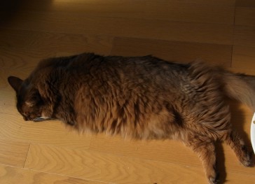 「猫だらけ」
