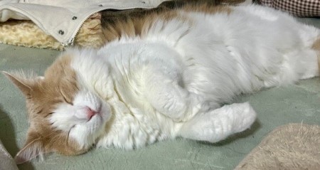 thumbnail_IMG_4646 (3)