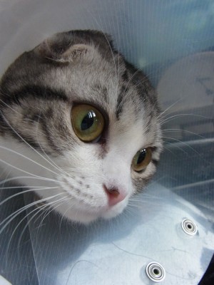 「猫だらけ」