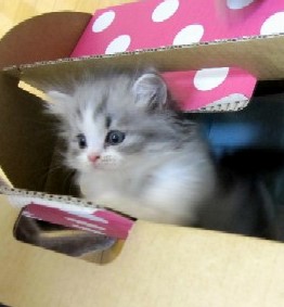 eb9bbd84