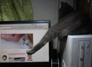 「猫だらけ」