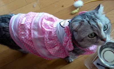 「猫だらけ」