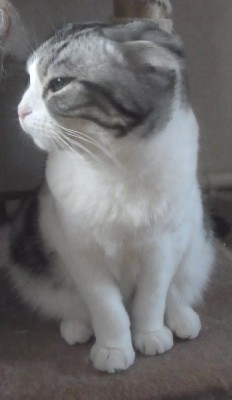 「猫だらけ」