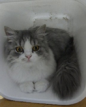 「猫だらけ」