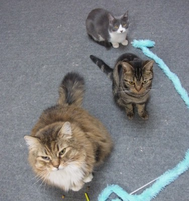 「猫だらけ」