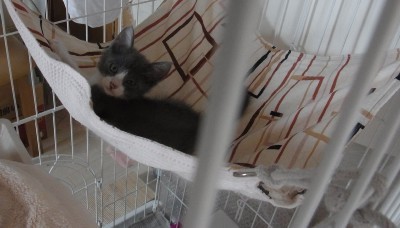 「猫だらけ」
