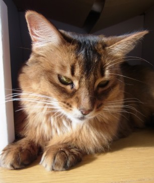 「猫だらけ」