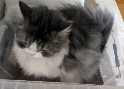 「猫だらけ」